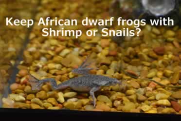 African Dwarf Frogs With Shrimp Or Snails? (Safety Advice) – Pets – Purplepedia