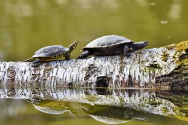 Turtles Cold or Warm-Blooded? (Reptile vs Amphibian)