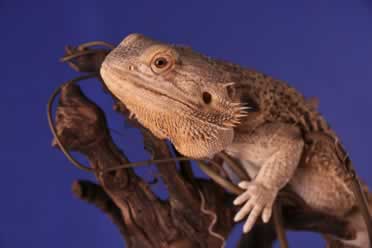 Do Bearded Dragons Drink Water? (A to Z)