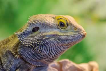 Bearded Dragon Smartness and Emotions (Checked Out)