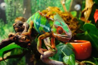 Chameleons Good Pets for Beginners? (Amazing Tips)