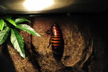 Do Hissing Cockroaches Need Heat? Care Essentials