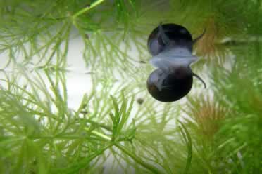 Turtle Tank Sharing? (Fish, Snails, Shrimp checked) – Pets – Purplepedia