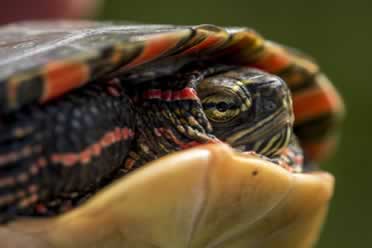 Turtle Facts (Shell Hardness, Pain, Climbing and Tails)