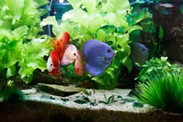 How Long Can Fish Survive in a Tank Without Filter?