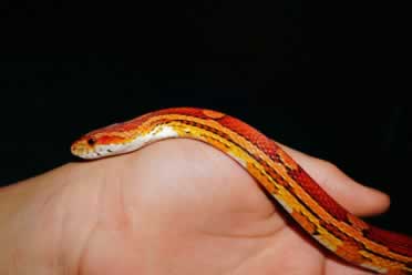 How Long Will Corn Snakes Go Without Eating? (In Detail)