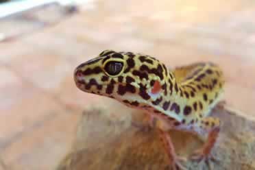 Incubate Geckos Without a Incubator? (A to Z)