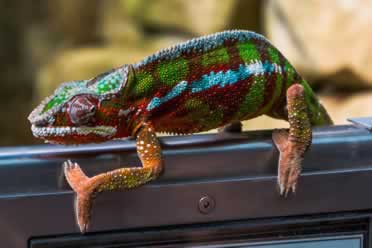 Chameleon Not Eating or Moving? (Checked out)