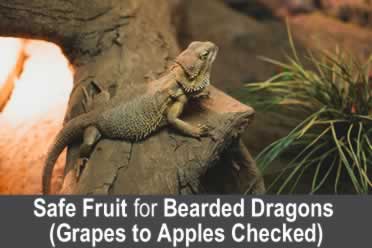 Safe Fruit for Bearded Dragons (Grapes to Apples Checked)